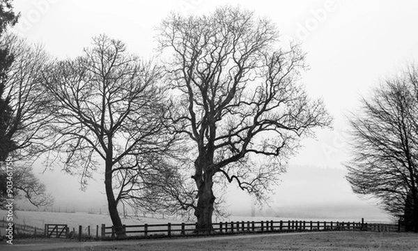 Obraz trees in the fog