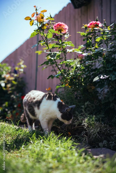 Obraz cat in garden exploring flowers