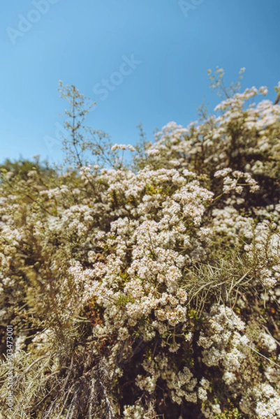Obraz spring in the mountains