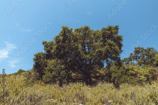 Obraz laguna beach hike