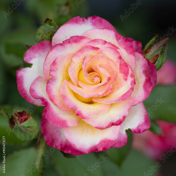 Obraz pink rose with drops