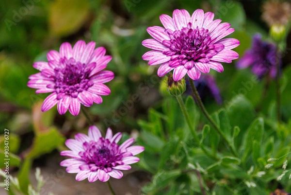 Obraz flower in the garden