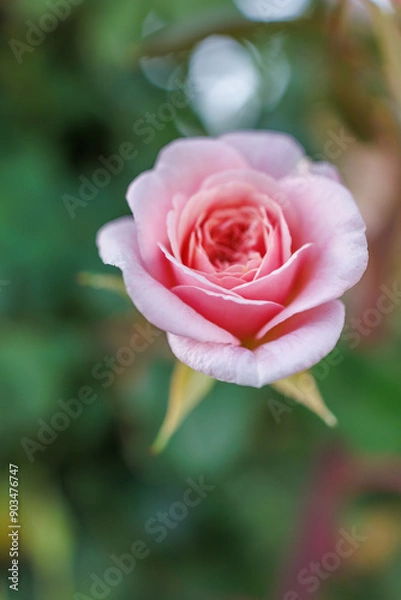 Obraz pink rose in garden