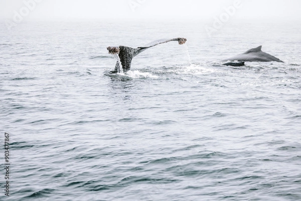 Obraz Whale breaching ocean