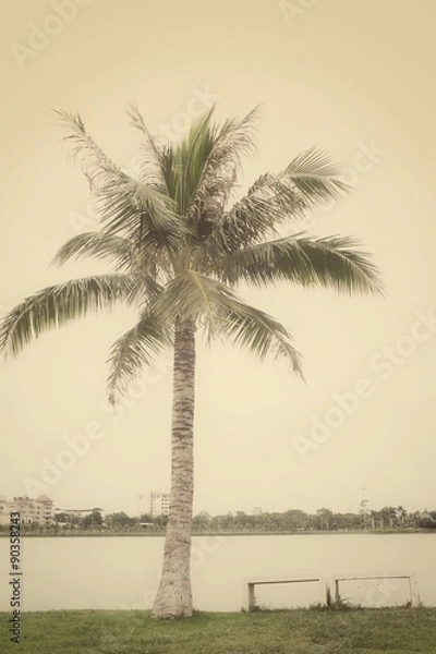 Fototapeta Coconut tree