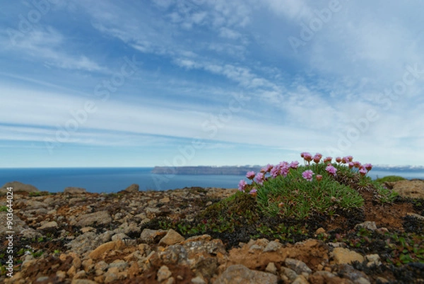 Obraz gewöhnliche Grasnelke (Armeria maritima)