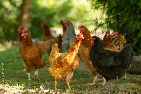 Obraz zbiegowisko kur domowych