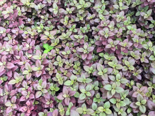 Obraz red flame ivy plant