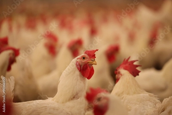 Obraz rooster in the farm