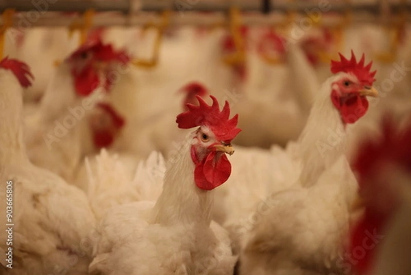 Obraz rooster and hens