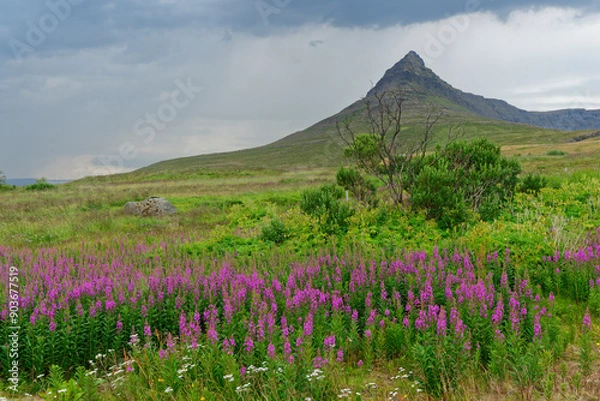 Obraz Weidenröschen in der kargen Landschaft der Westfjörde, Island