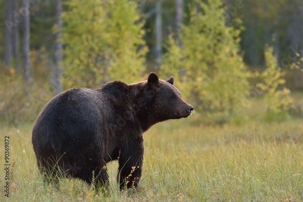 Fototapeta bear with autumn forest in the background