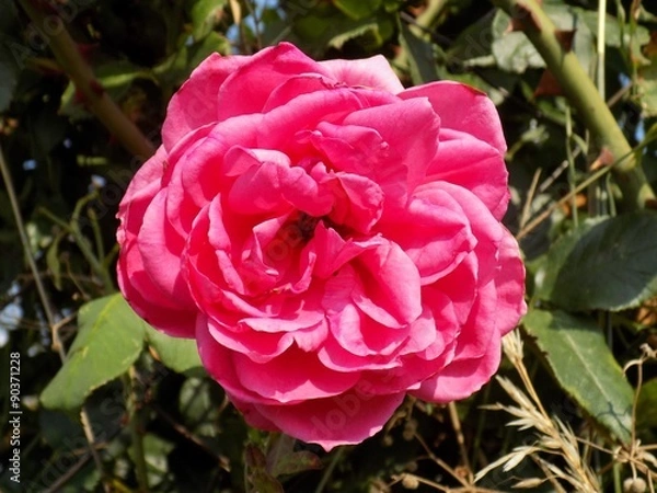 Obraz Pink rose