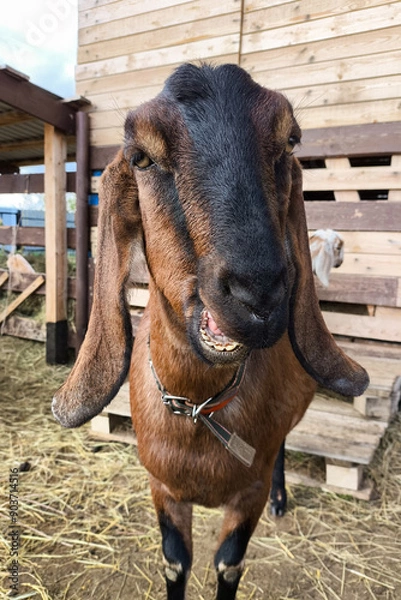 Obraz Brown Anglo-Nubian goat with open mouth.