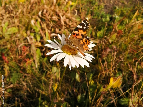 Fototapeta Colorful butterfly sitting on a white chamomile.