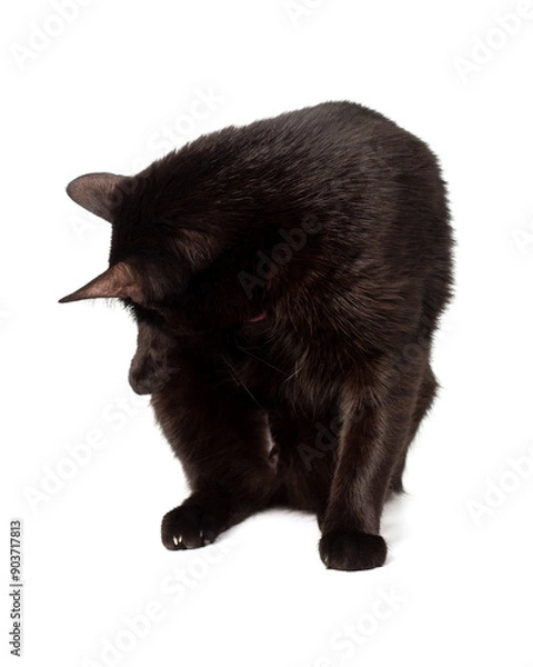 Fototapeta Washing black cat on a white background. The cat sits and licks.