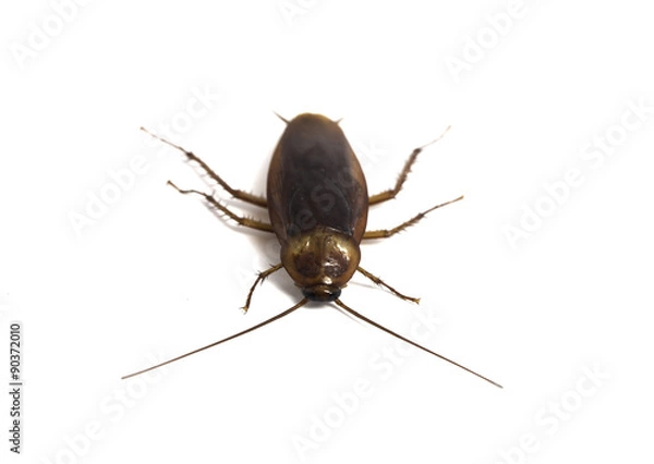 Obraz cockroach