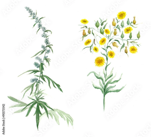 Fototapeta Watercolor illustration with wildflower