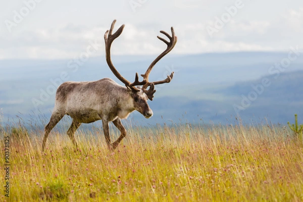 Obraz Reindeer