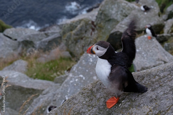 Obraz Pulcinella di mare