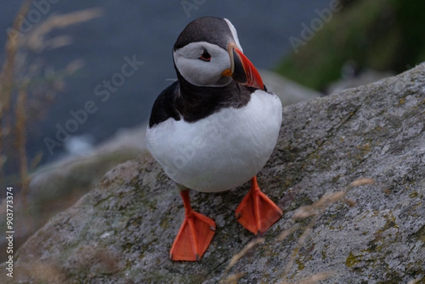 Fototapeta Pulcinella di mare