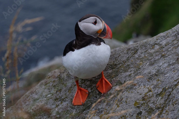 Obraz Pulcinella di mare