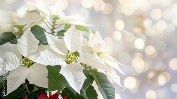 Fototapeta Soft white poinsettias stand out against a shimmering, blurred bokeh backdrop during the festive season