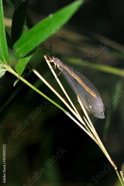 Obraz 笹藪にウスバカゲロウの成虫（自然光＆ストロボ・マクロレンズ接写）