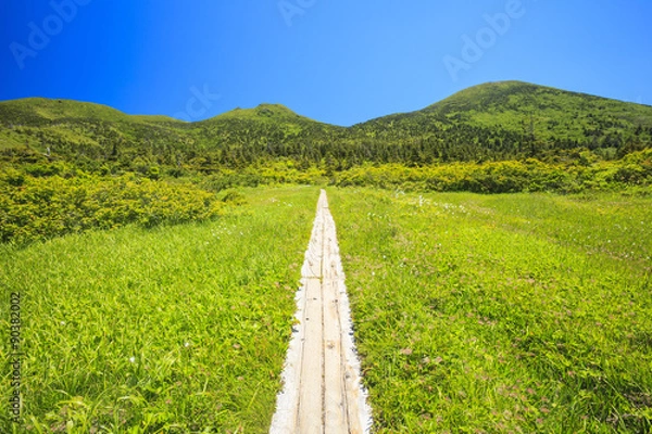 Obraz 毛無岱から見る夏の八甲田山　青森県青森市