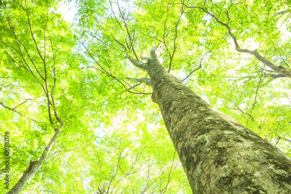 Obraz Bannabe w miasteczku Shirakami Mountains FuKaura, prefektura Aomori