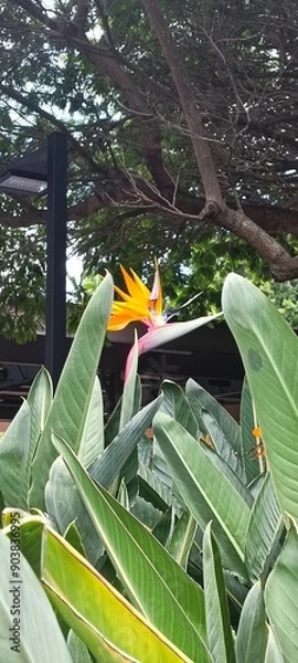 Obraz Brisbane, Australia