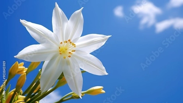 Fototapeta flower star of bethlehem