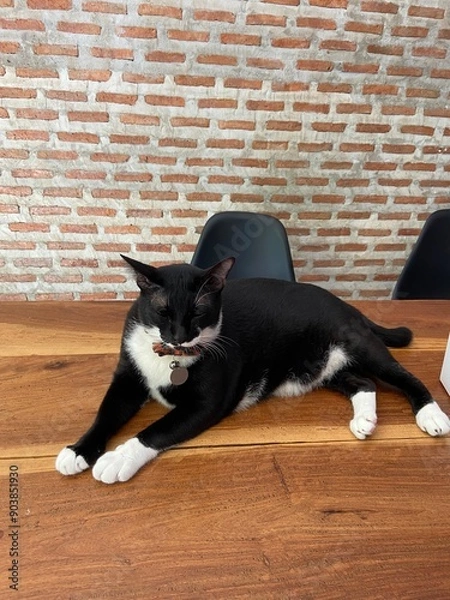 Obraz Black & white cat