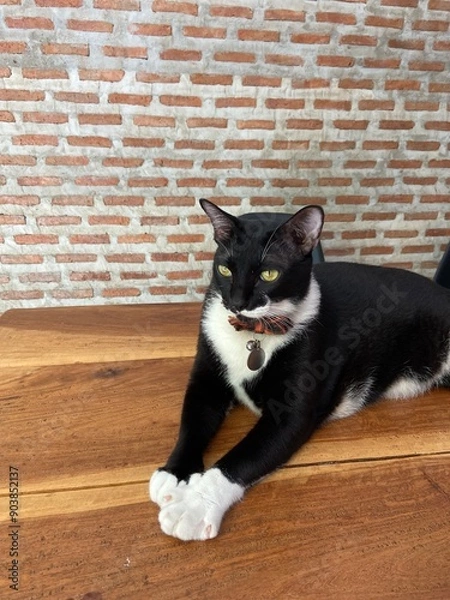 Obraz black and white cat