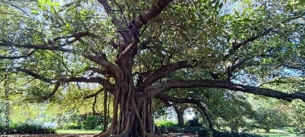 Obraz Sydney Australia