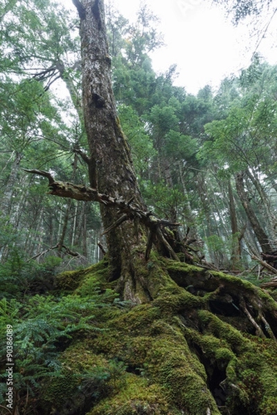 Fototapeta 森厳たる老木
