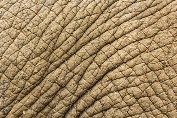 Obraz Elephant skin texture background