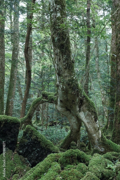Fototapeta 青木ヶ原樹海の奇木