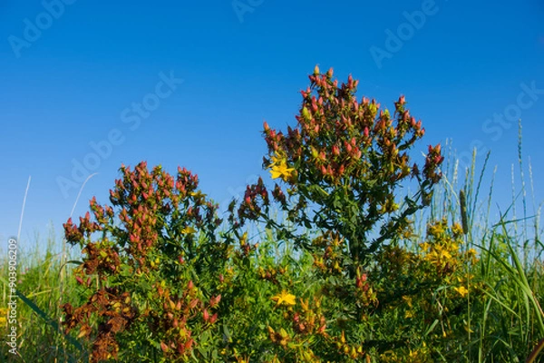 Fototapeta Echtes Johanniskraut / Tüpfel-Hartheu (lat.: Hypericum perforatum) - Blüten und Früchte vor blauem Himmel