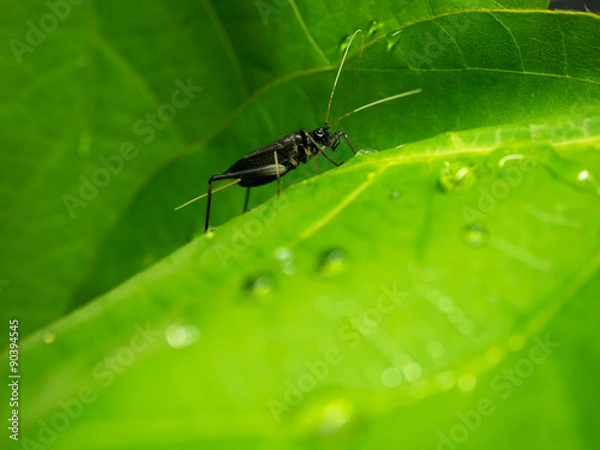 Fototapeta 鈴虫の雄