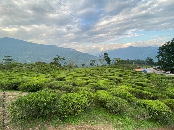 Obraz tea plantation