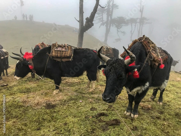 Obraz cows in the village