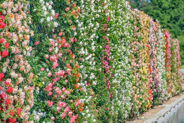 Fototapeta 瑞々しいカラフルな満開の薔薇