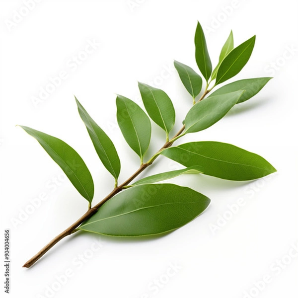 Fototapeta Green Branch with Leaves Isolated on White Background