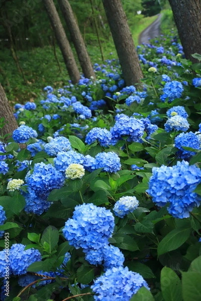 Fototapeta 雨上がりに雫を花びらに乗せて美しく輝く紫陽花の花たち