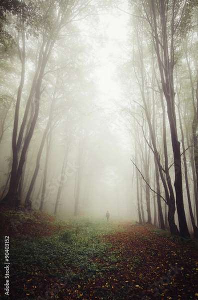 Obraz man on forest path with huge old trees