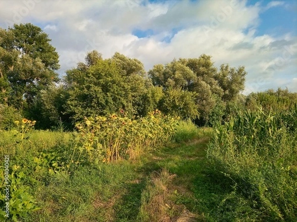 Fototapeta Summer landscape, trees in the meadow, trees in the field