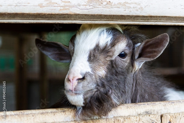 Obraz goat on the farm