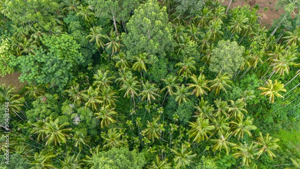Obraz Aerial view of green tree forest, tropical forest in summer, natural background.