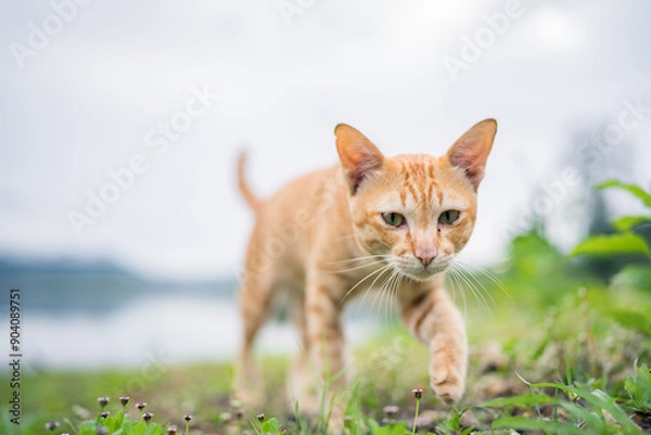 Obraz Orange cat walking outside in the grass.